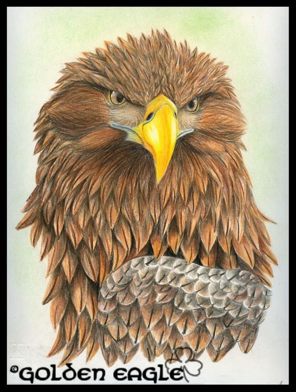 Aquila di mare dalla coda bianca
